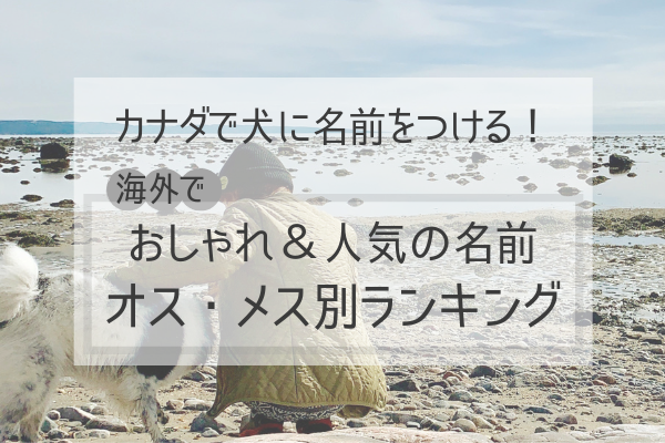 メス 名前 犬 素敵な名付けをしよう！メス・オス別の柴犬の名前ランキング